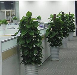 江苏办公室绿植租赁，你需要考虑哪些方面